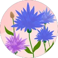 Anca Velis Avatar
